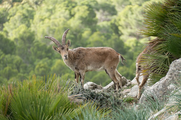 Naklejka na ściany i meble wild mountain goat in a rocky terrain