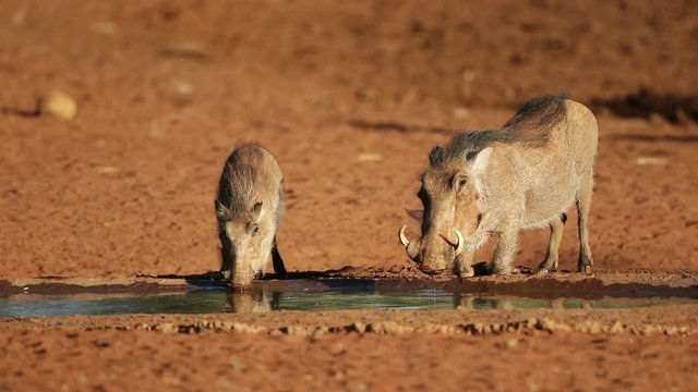 Warthogs (Phacochoerus africanus) drinking water, Mokala National Park, South Africa