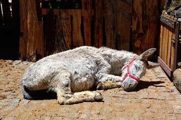 A white donkey sleeping in a small corral in the Monchique mountains, Algarve, Portugal.