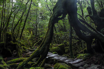 屋久島　行き止まりのゲート