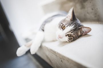 Jeune chat tigré et blanc couché