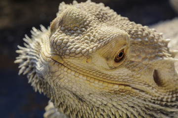 Pogona vitticeps