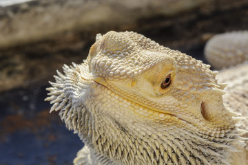 Pogona vitticeps