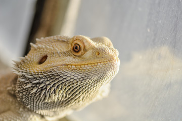 Pogona vitticeps