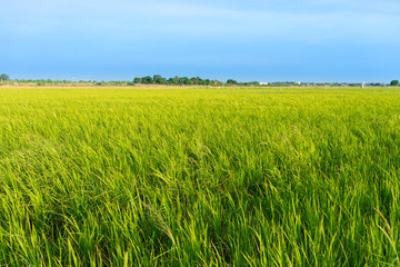 The view of jasmine rice field.