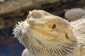 Pogona vitticeps