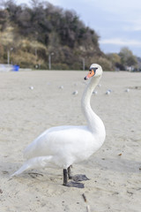 Swan pose on the beach