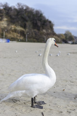 Swan pose on the beach