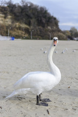 Swan pose on the beach