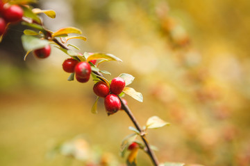 Red berries of barberry growing on a branch, close-up. Background