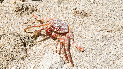Crab