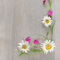 Flowers composition.The frame is made of flowers of chamomiles and phlox. Flat lay, top view.
