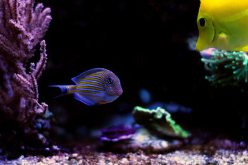 Obraz premium Clown tang - Acanthurus Lineatus