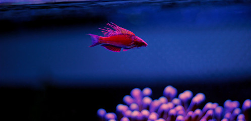 search photos flasher wrasse