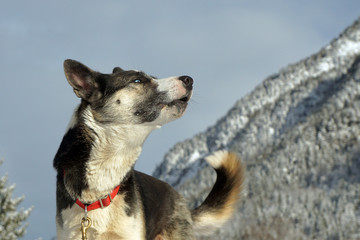 Portrait of Siberian Husky.