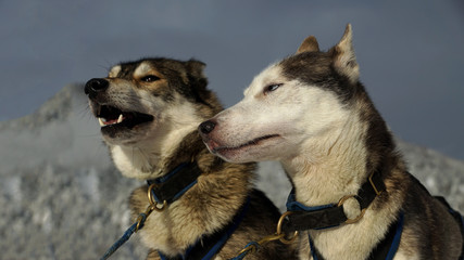 Portrait of Siberian Husky.