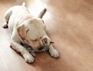A cat and a dog jostle and love each other, cute hugs