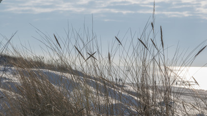 Baltic sea in background and close up of weeds