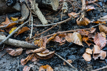 brown leaves and wood sticks on forest floor