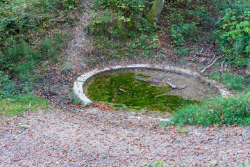 pathway in forest at daylight scene