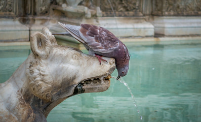 Le pigeon et la fontaine - Sienne