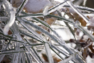 Frozen Tree,Leaves and Flowers on Ice Storm
