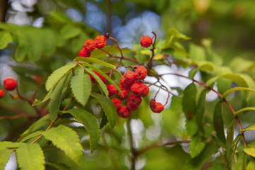 Bunch of red rowan berries