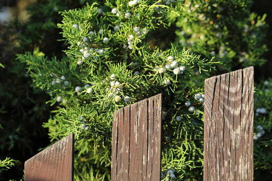 Juniper and old railing