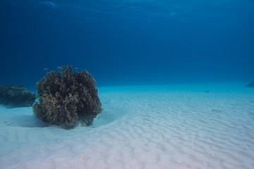 砂地の海底とサンゴ
