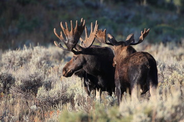 Bull Moose in Grand Teton National Park, Wyoming