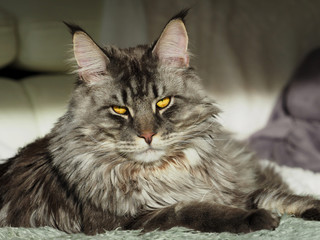 Main Coon Cat enjoys sun