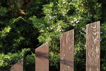 Juniper and old paling