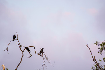 flock of white egrets and crow on tree