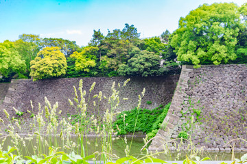 Grass flower with blurred imperial place background.