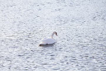 Swan swimming on a lake
