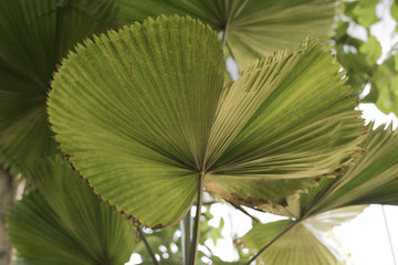 leaf