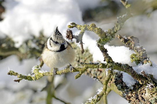 Haubenmeise (Lophophanes cristatus) - crested tit