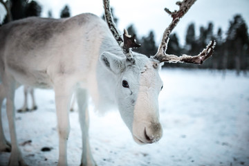 reindeer in northern finland