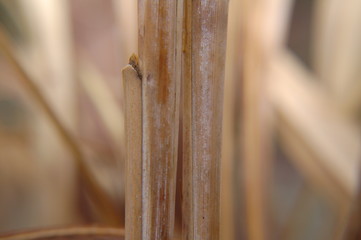 Fokus, Natur, focus, Nah, Wasser
