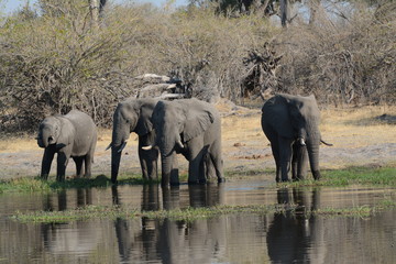 Wildlife in Botswana