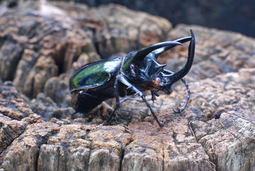beetle in the nature