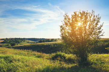 Sunny summer scene.Sun shining through the branches of tree.Warm light at sunset.Blue sky with beautiful clouds over the fields and meadows.