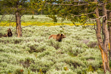 Grizzly bear in Yellowstone National Park
