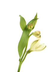 Obraz premium Green lilly flower isolated