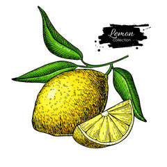 Lemon vector drawing. Summer fruit artistic illustration.