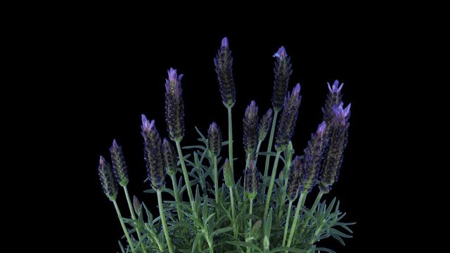 Time-lapse of growing lavender (Lavandula) tree 6x3 in UHD 4K PNG+ format with ALPHA transparency channel isolated on black background.
