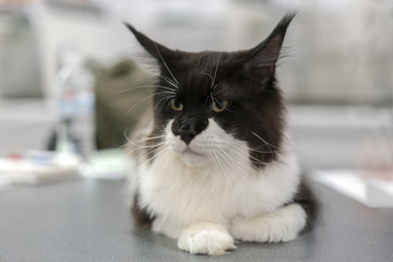A big black and white cat is lying on a gray table