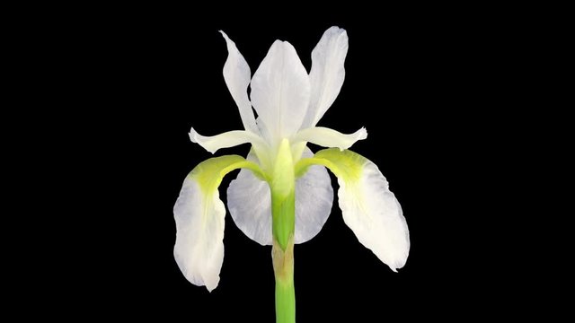 Time-lapse of dying and opening white Iris Sanguinea White Queen flower 2a3 in RGB + ALPHA matte format isolated on black background
