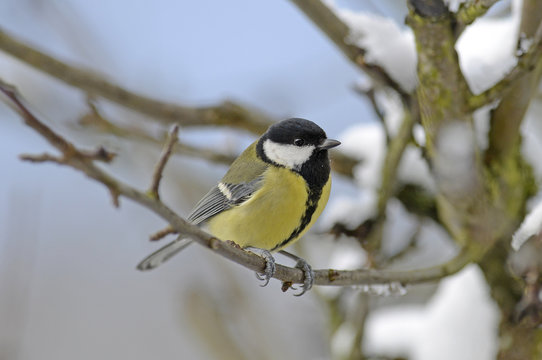 Kohlmeise (Parus major) - Great tit 