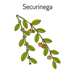 Securinega Flueggea suffruticosa , medicinal plant
